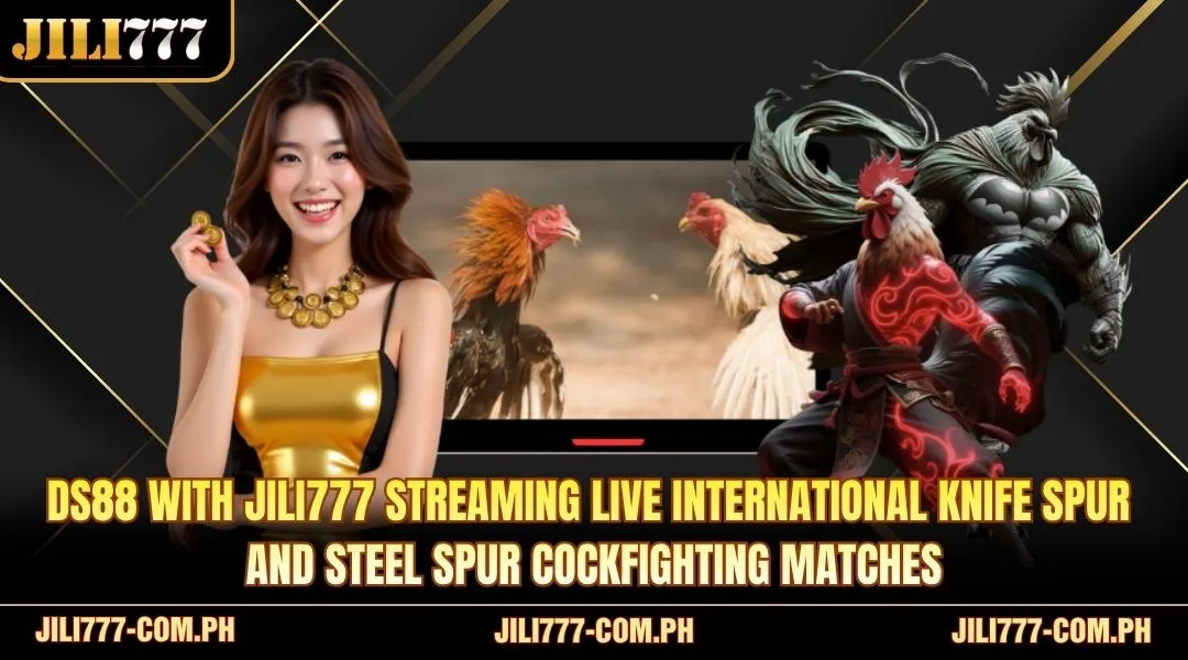 DS88 streaming live international knife spur and steel spur cockfighting matches