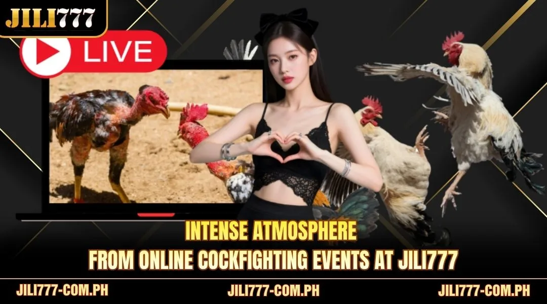 Intense atmosphere from online cockfighting events at JILI777